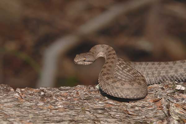  (Crotalus pricei)