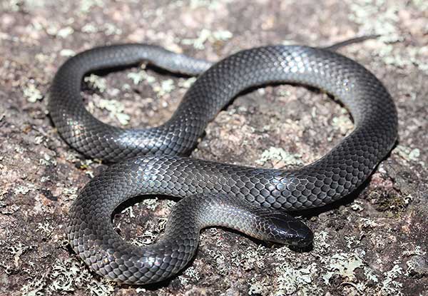 (Cryptophis nigrescens)