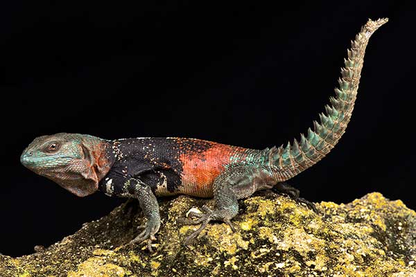 (Ctenosaura alfredschmidti)