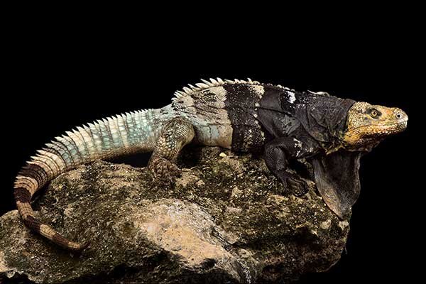 (Ctenosaura melanosterna)