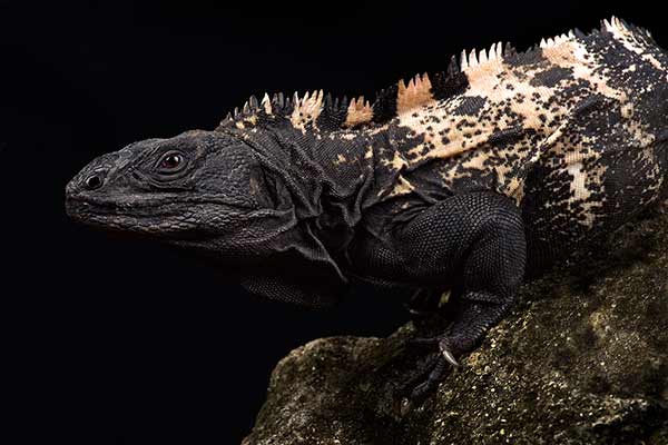(Ctenosaura oedirhina)