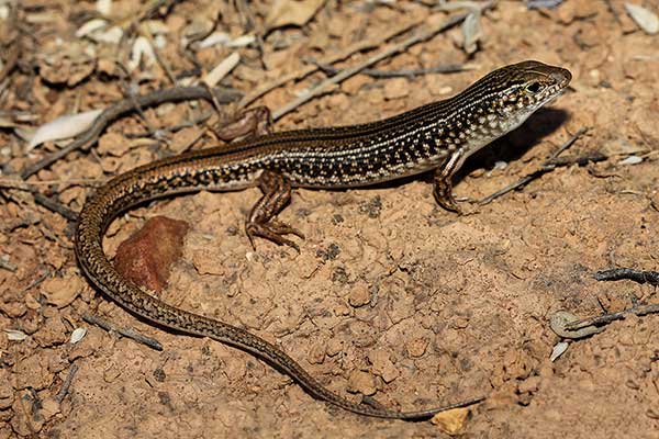 (Ctenotus olympicus)
