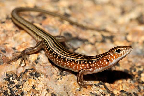 (Ctenotus pulchellus)