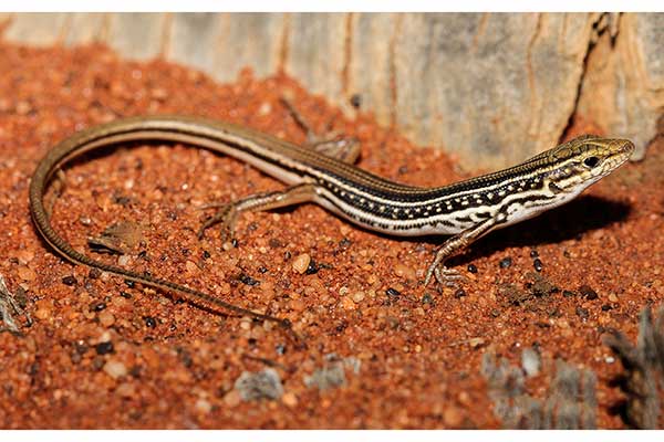 (Ctenotus regius)