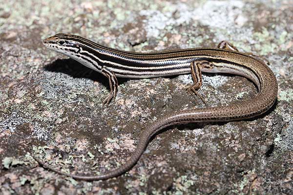 (Ctenotus taeniolatus)
