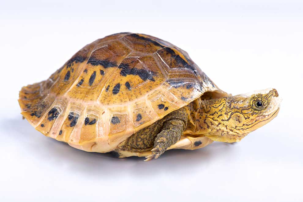 (Cuora galbinifrons)