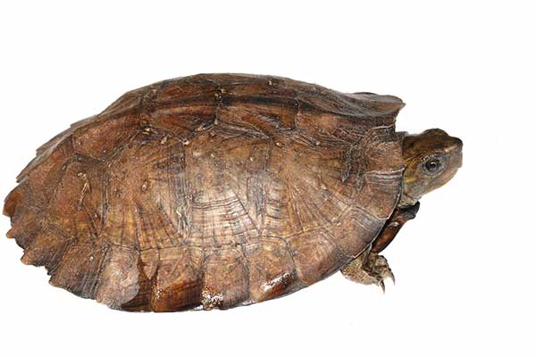 Żółw białobrewy (Cyclemys dentata)