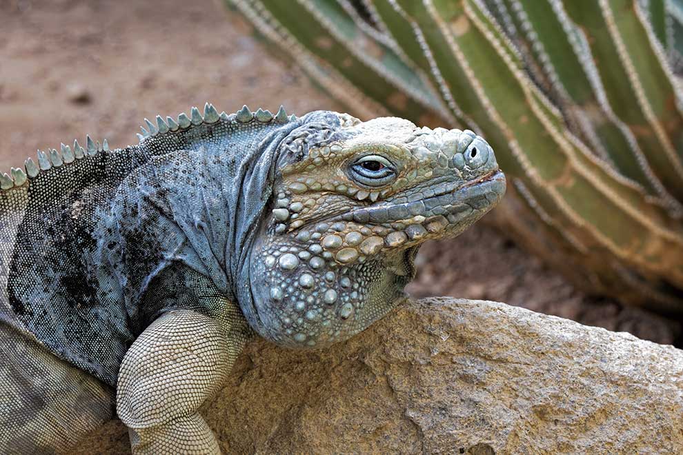(Cyclura lewisi)