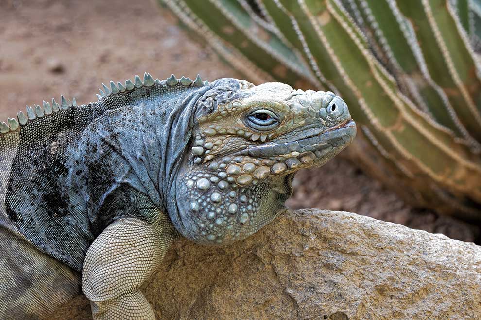  (Cyclura lewisi)