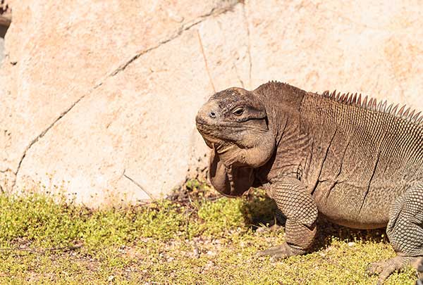 (Cyclura pinguis)