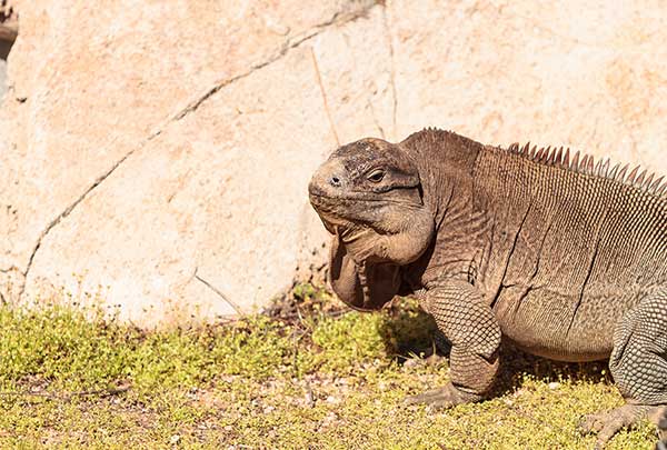  (Cyclura pinguis)