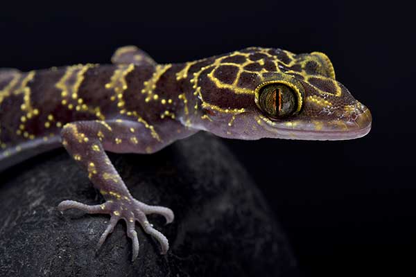 (Cyrtodactylus doisuthep)