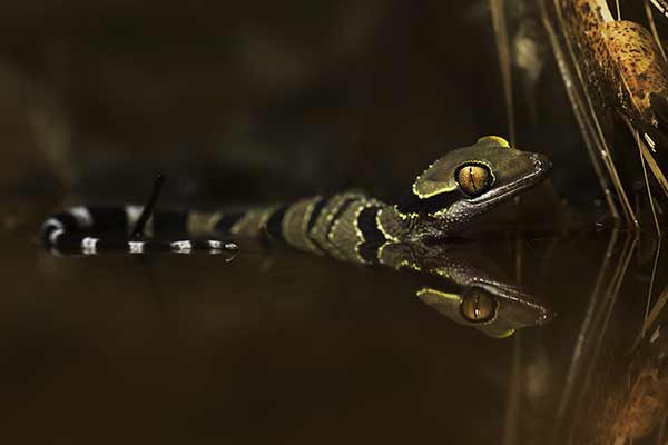 (Cyrtodactylus macrotuberculatus)
