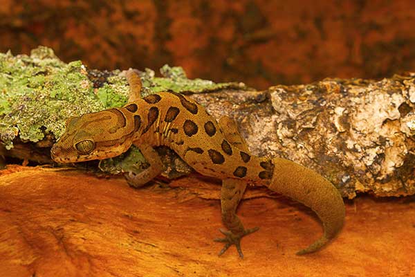 (Cyrtodactylus nebulosus)
