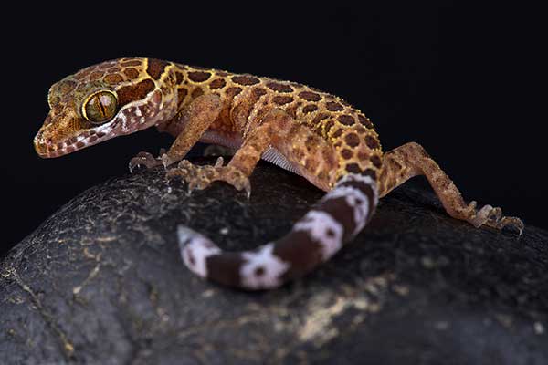 (Cyrtodactylus peguensis)
