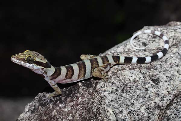 (Cyrtodactylus tuberculatus)