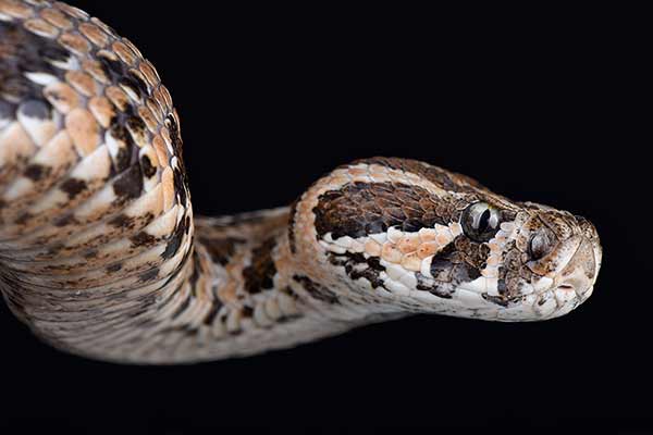 (Daboia palaestinae)