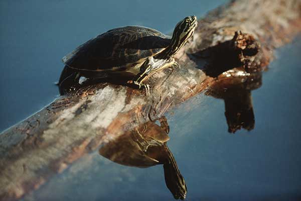 (Deirochelys reticularia)