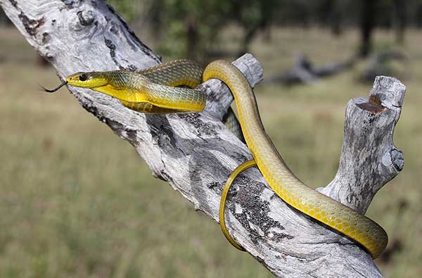 (Dendrelaphis punctulatus)
