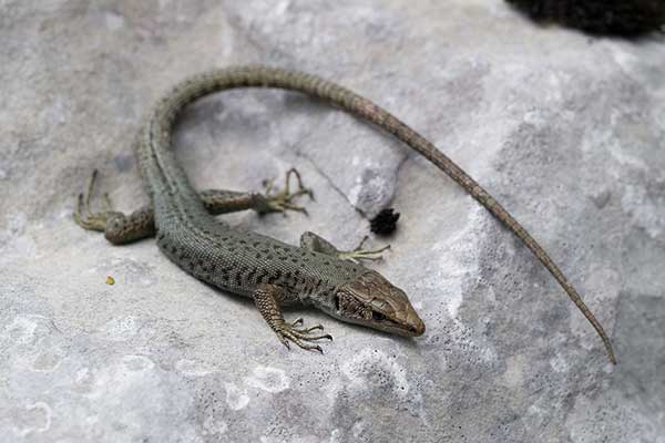 (Dinarolacerta mosorensis)