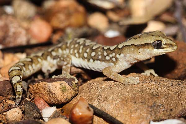 (Diplodactylus furcosus)