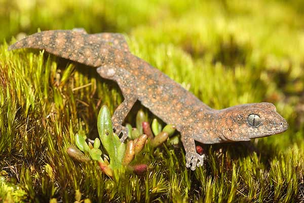 (Diplodactylus lateroides)