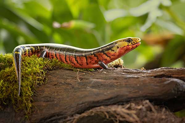 (Diploglossus monotropis)