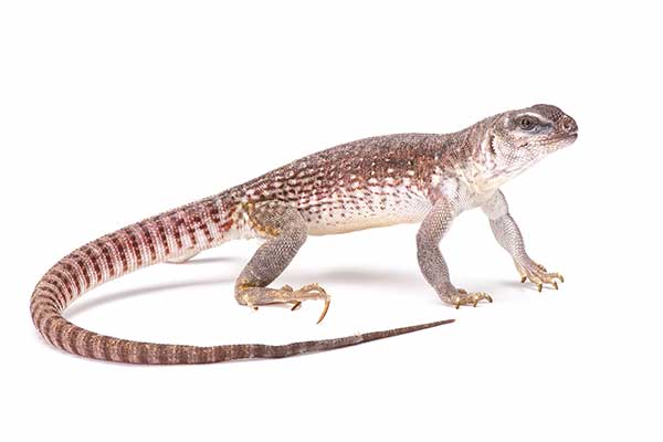 (Dipsosaurus dorsalis)