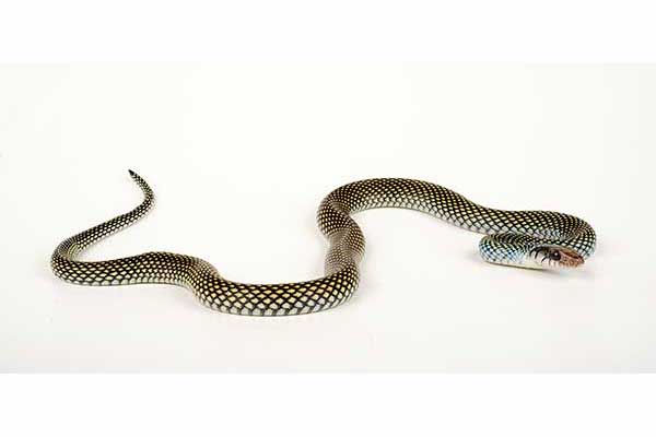(Drymobius margaritiferus)