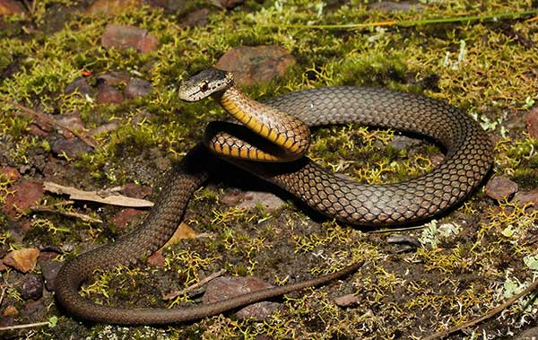 (Drysdalia rhodogaster)