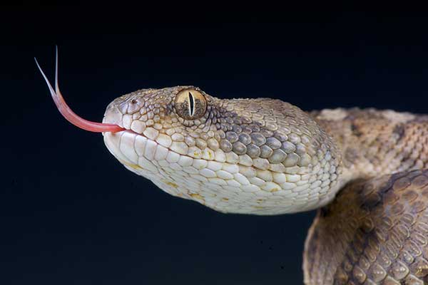 (Echis omanensis)