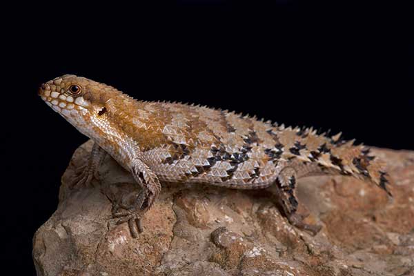 (Egernia depressa)