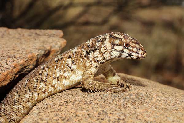 (Egernia hosmeri)