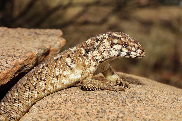  (Egernia hosmeri)