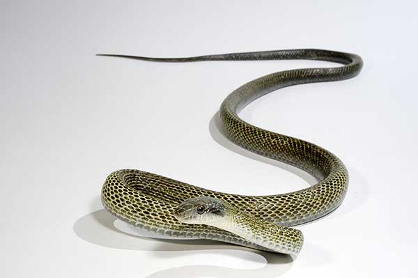 (Elaphe climacophora)