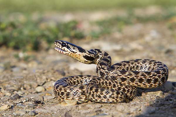 (Elaphe sauromates)
