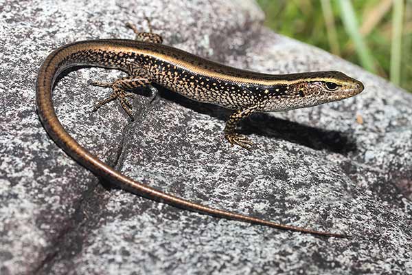 (Eulamprus quoyii)