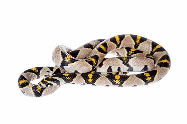 (Euprepiophis mandarinus)