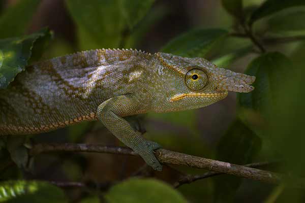 (Furcifer bifidus)