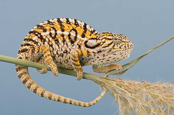 (Furcifer lateralis)