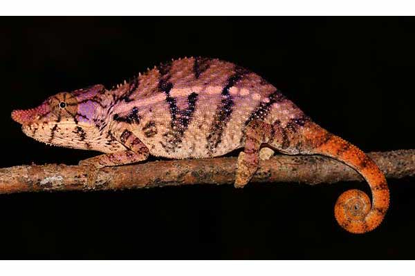  (Furcifer rhinoceratus)