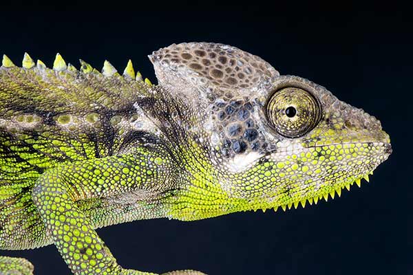 (Furcifer verrucosus)
