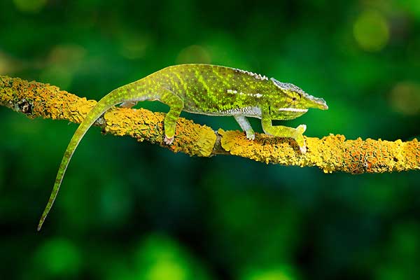 (Furcifer willsii)