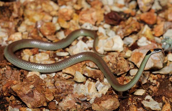 (Furina ornata)