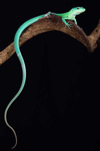 (Gastropholis prasina)