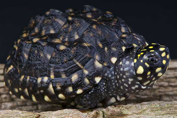 (Geoclemys hamiltonii)
