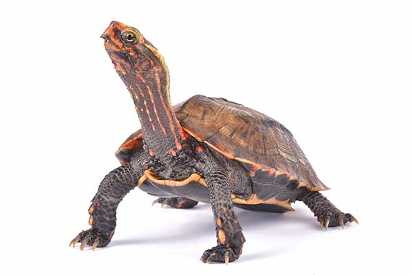(Geoemyda japonica)