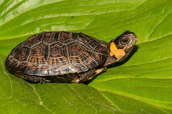 Żółw torfowiskowy (Glyptemys muhlenbergii)