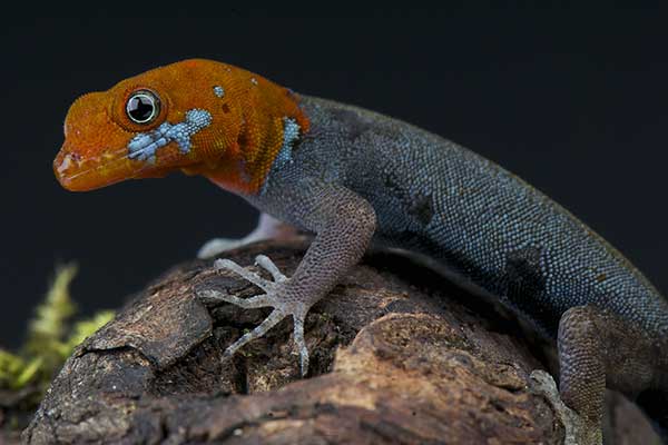 (Gonatodes albogularis)
