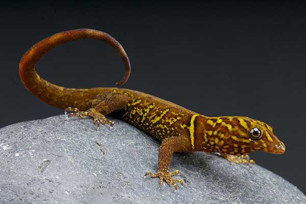 (Gonatodes ceciliae)
